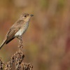 Lejsek sedy - Muscicapa striata - Spotted Flycatcher 1862
